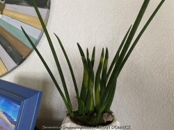 product-details