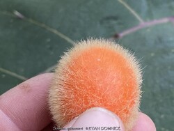 product-details