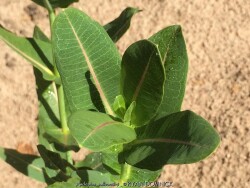 product-details