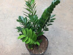 product-details