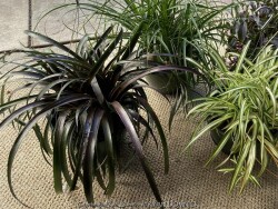 product-details
