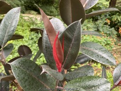 product-details