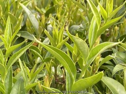 product-details