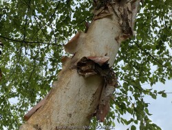 product-details