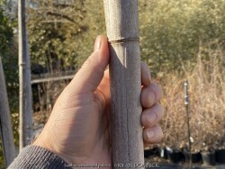 product-details