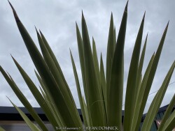 product-details