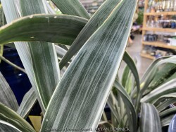 product-details